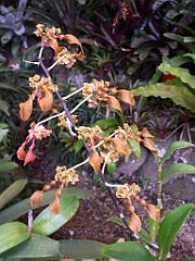 115 Cairns Botanic Gardens